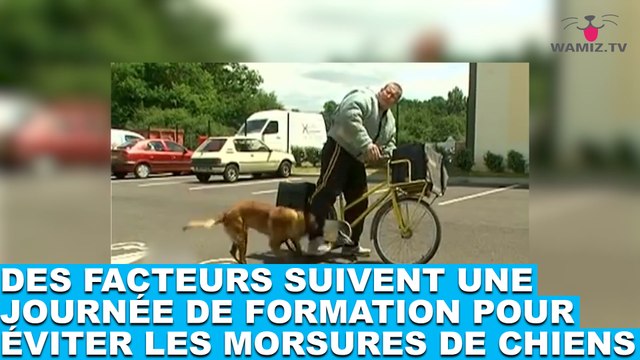 Des facteurs suivent une journée de formation pour éviter les morsures de chiens. La suite dans la minute chien #51