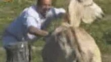 Donkey
