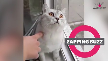 ZAPPINGBUZZ CHAT #21 WAMIZ TV