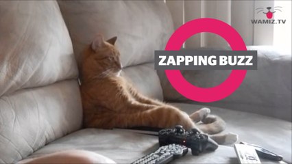 ZAPPINGBUZZ CHAT #24 WAMIZ TV