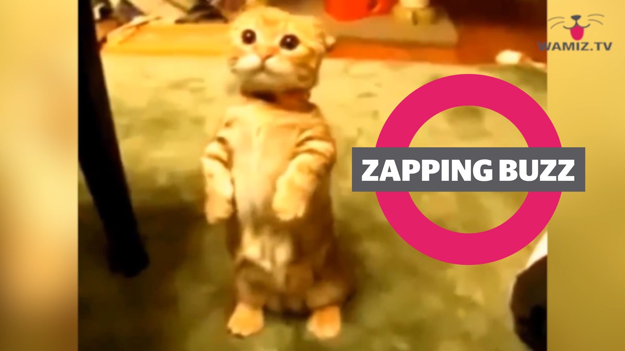 ZAPPINGBUZZ CHAT #25 WAMIZ TV