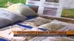 Prodhuesit e bimëve medicinale: Na mbështesni! - Top Channel Albania - News - Lajme