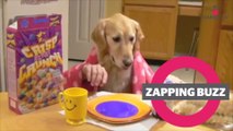 ZAPPINGBUZZ CHIEN #22 WAMIZ TV