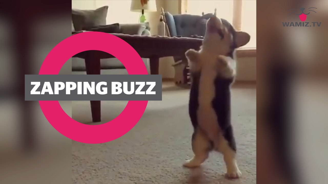 ZAPPINGBUZZ CHIEN #23 WAMIZ TV