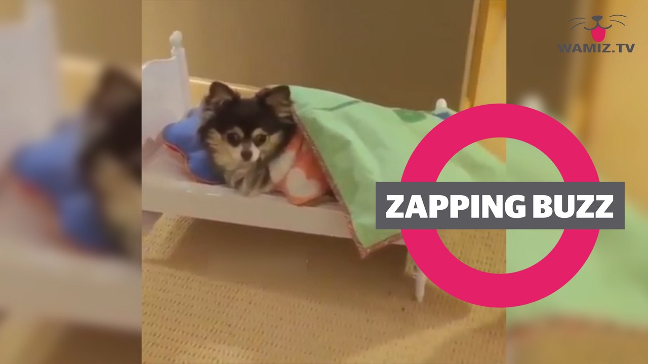 ZAPPINGBUZZ CHIEN #25 WAMIZ TV