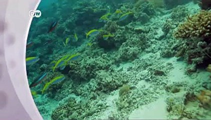 من اين يأتي الملح في البحر ؟