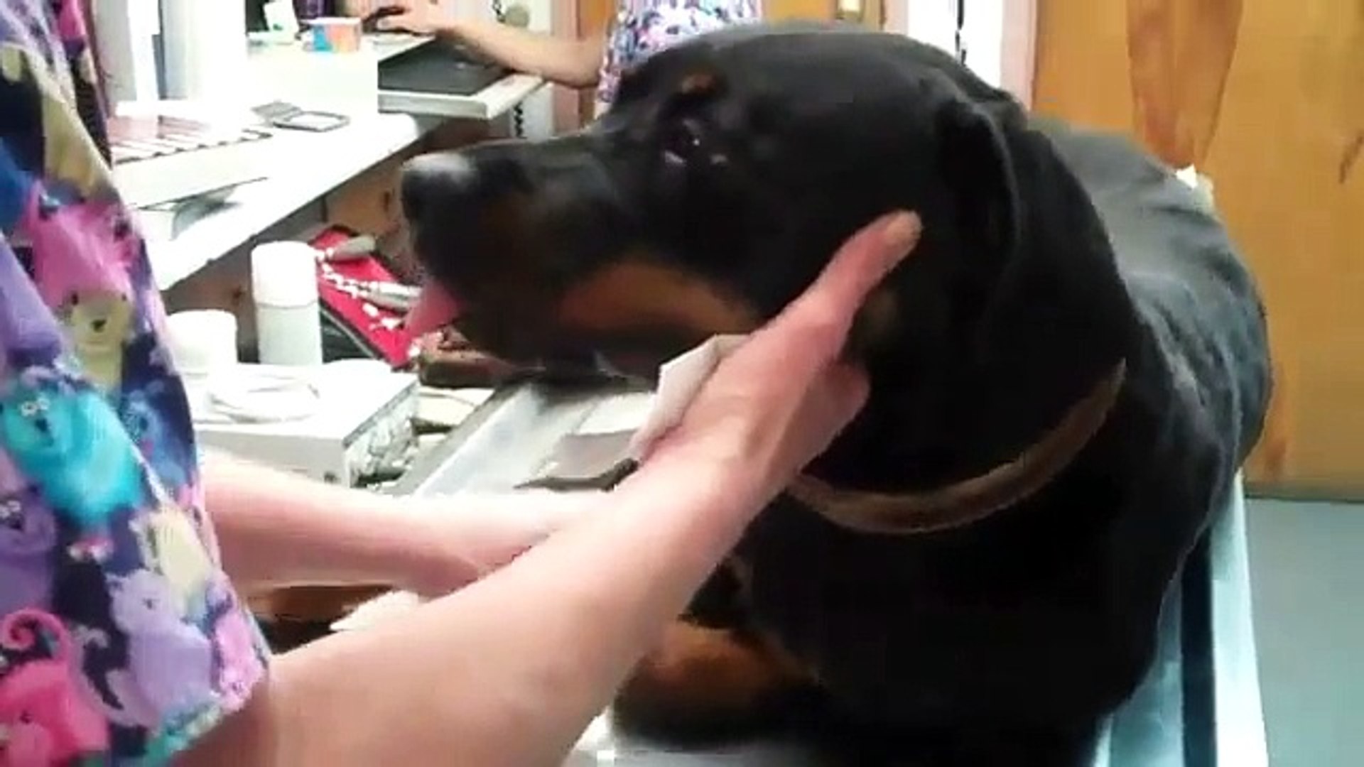 ⁣Popular Veterinary surgery & Surgery videos