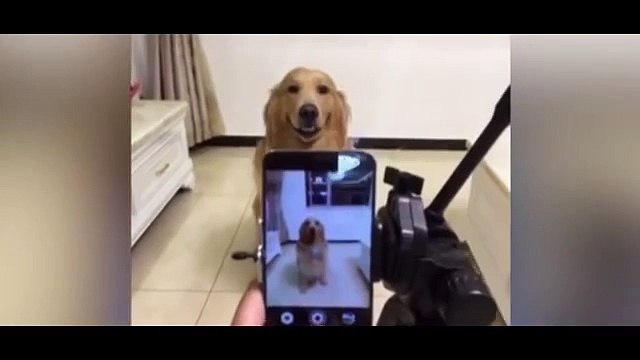 Amazing dog smiles on command for picture taken by owner