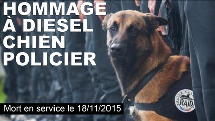 Attentats de Paris: hommage à Diesel, chien policier tué pendant l'assaut à Saint-Denis