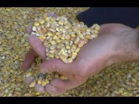 Pesaro - Falso biologico, 33 rinvii a giudizio (27.11.15)