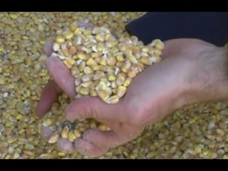 Pesaro - Falso biologico, 33 rinvii a giudizio (27.11.15)