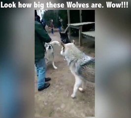 These Giant Wolves are so impressive