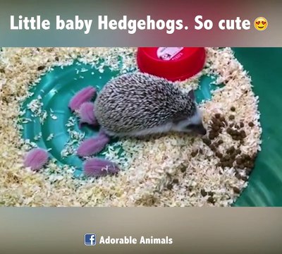 Des bébés hérissons trop chou! Adorable...
