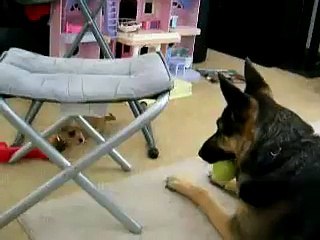 Download Video: Un chiot s'attaque à un gros berger allemand... Adorable!