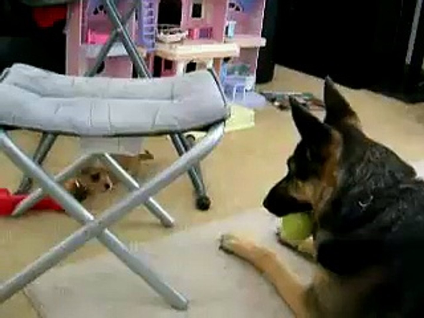 ⁣When a puppy attacks a big German Shepherd... Adorable pet!