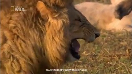 most funiest video must watch