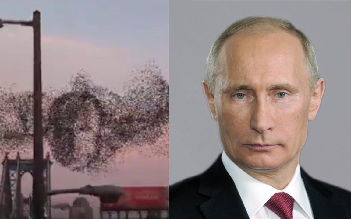 Американцы в стае птиц разглядели лицо Путина. Вести с небес.