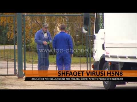 Holandë, shfaqet virusi H5N8 - Top Channel Albania - News - Lajme