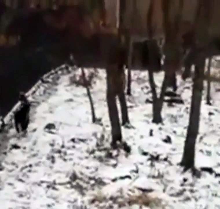 Goat Makes Friends With A Tiger