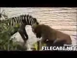 Zèbre se défendant contre une lionne