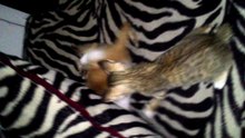 Very funny cat sweet moments