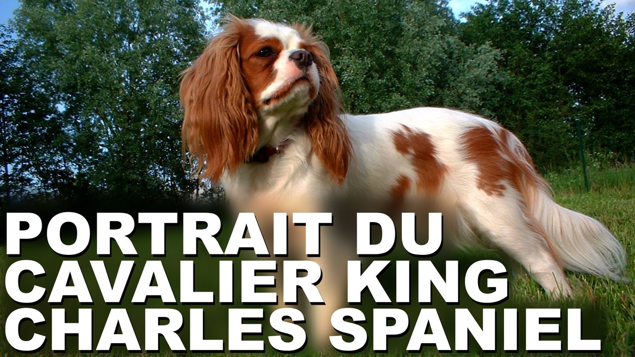 Portrait du chien de race Cavalier King Charles Spaniel