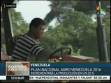 Venezuela incrementará 25% su producción agrícola para 2016