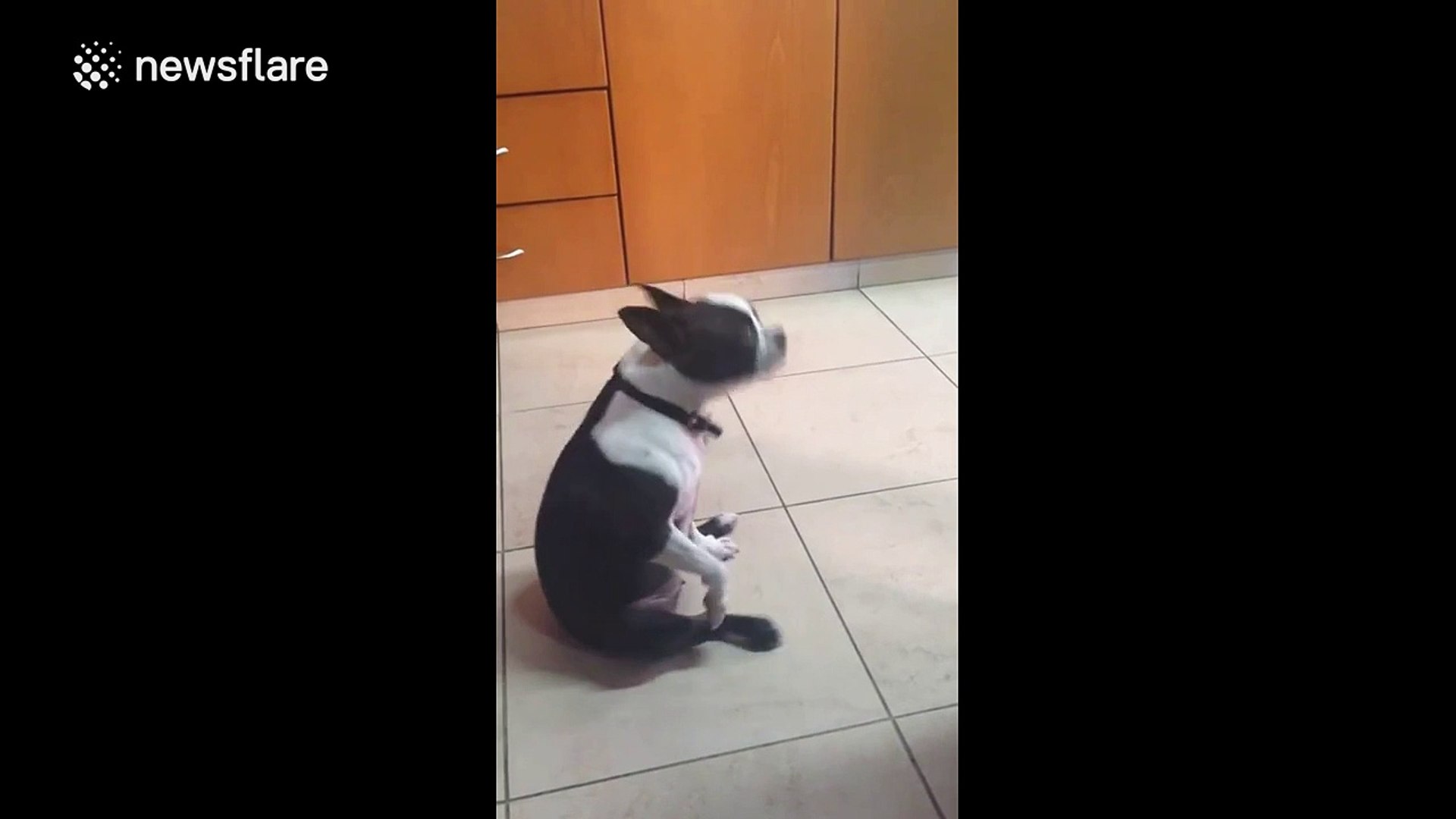 ⁣French bulldog dancing to Greek pop music