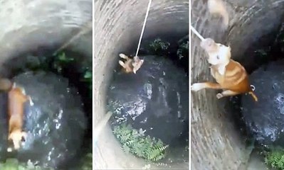 A dog is rescued from a well.