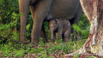 Elefantes - National Geographic Channel - UK India -