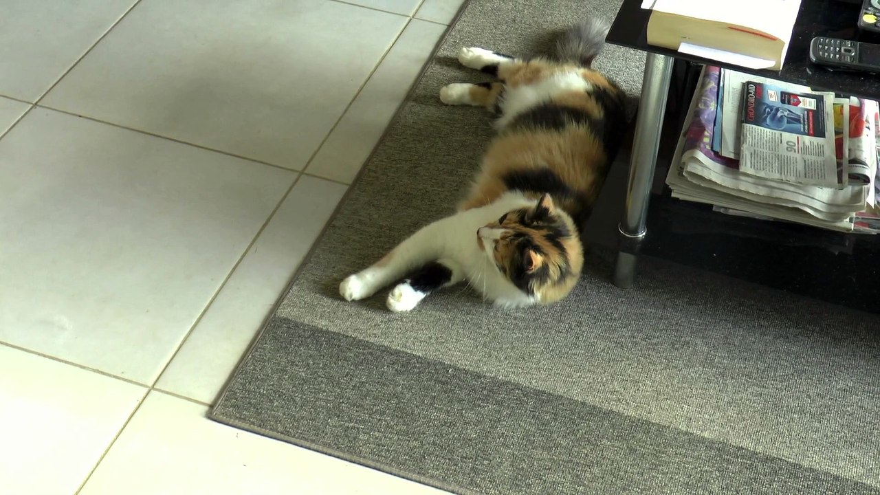 Une chatte prend l'avion SWISS