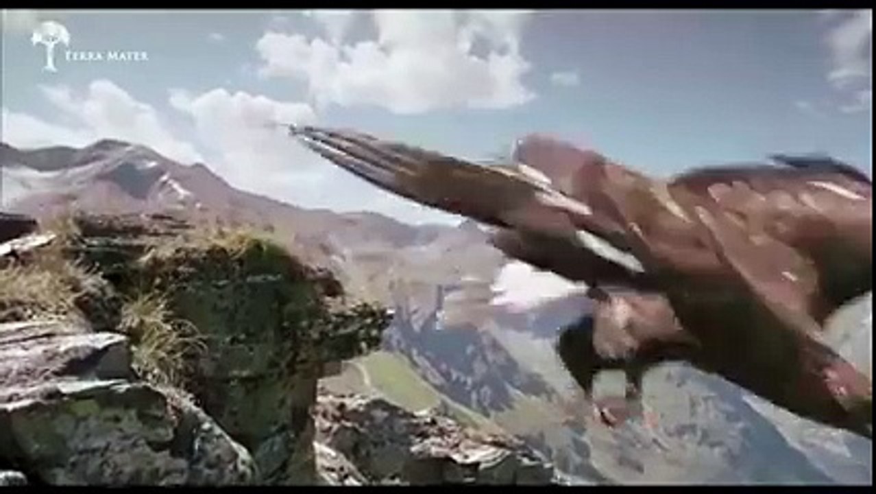 Egal prey what a fight