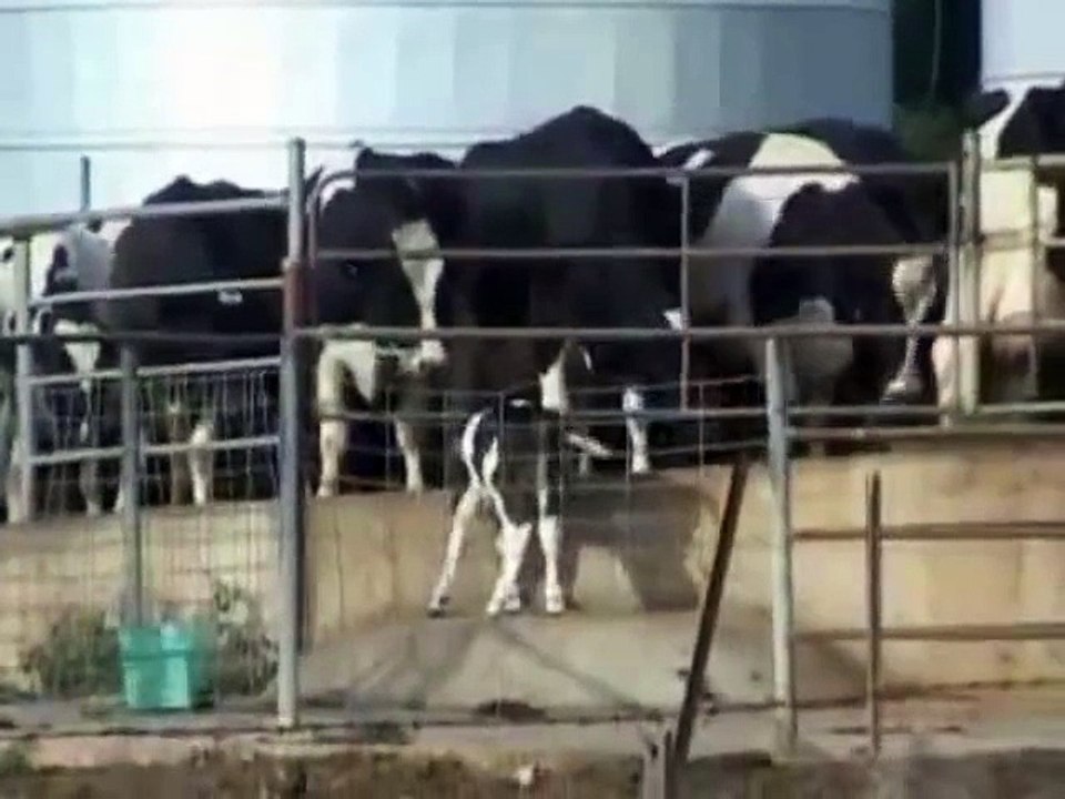 cows love