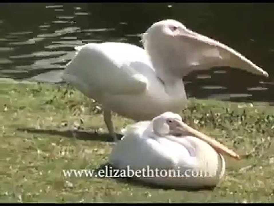 O GOD