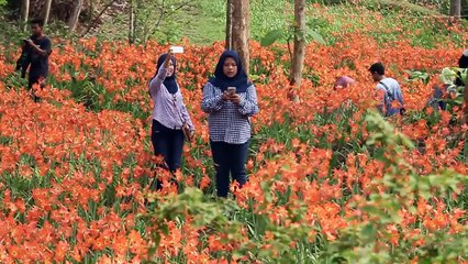 Ini Kebun Bunga Wartini yang Bikin Penasaran Para Pemburu Selfie