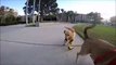 Disabled Dog, Daisy Learned How To Run In Prosthetic Legs