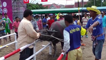 5 Amazing Thailand Chong Buri Wild Crazy Epic Water Buffalo