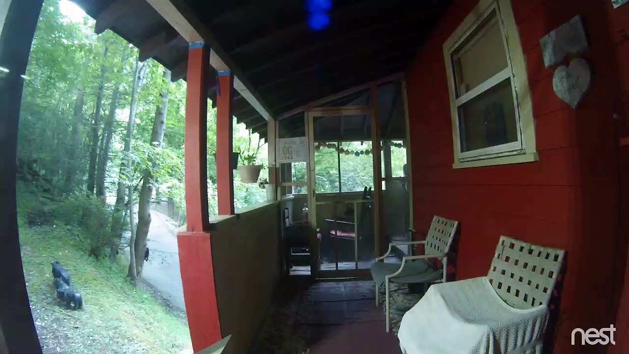 Scott Biddick Cabin Bear Visiting