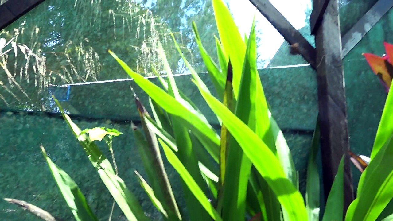 Volière aux papillons - Cacao Guyane