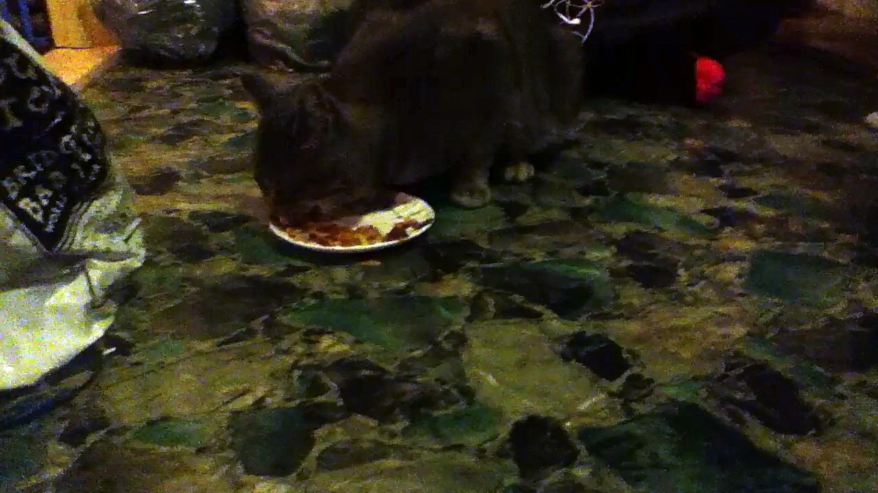 Cat eating squid