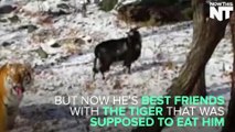 Russian Tiger Befriends Goat Instead Of Eating Him