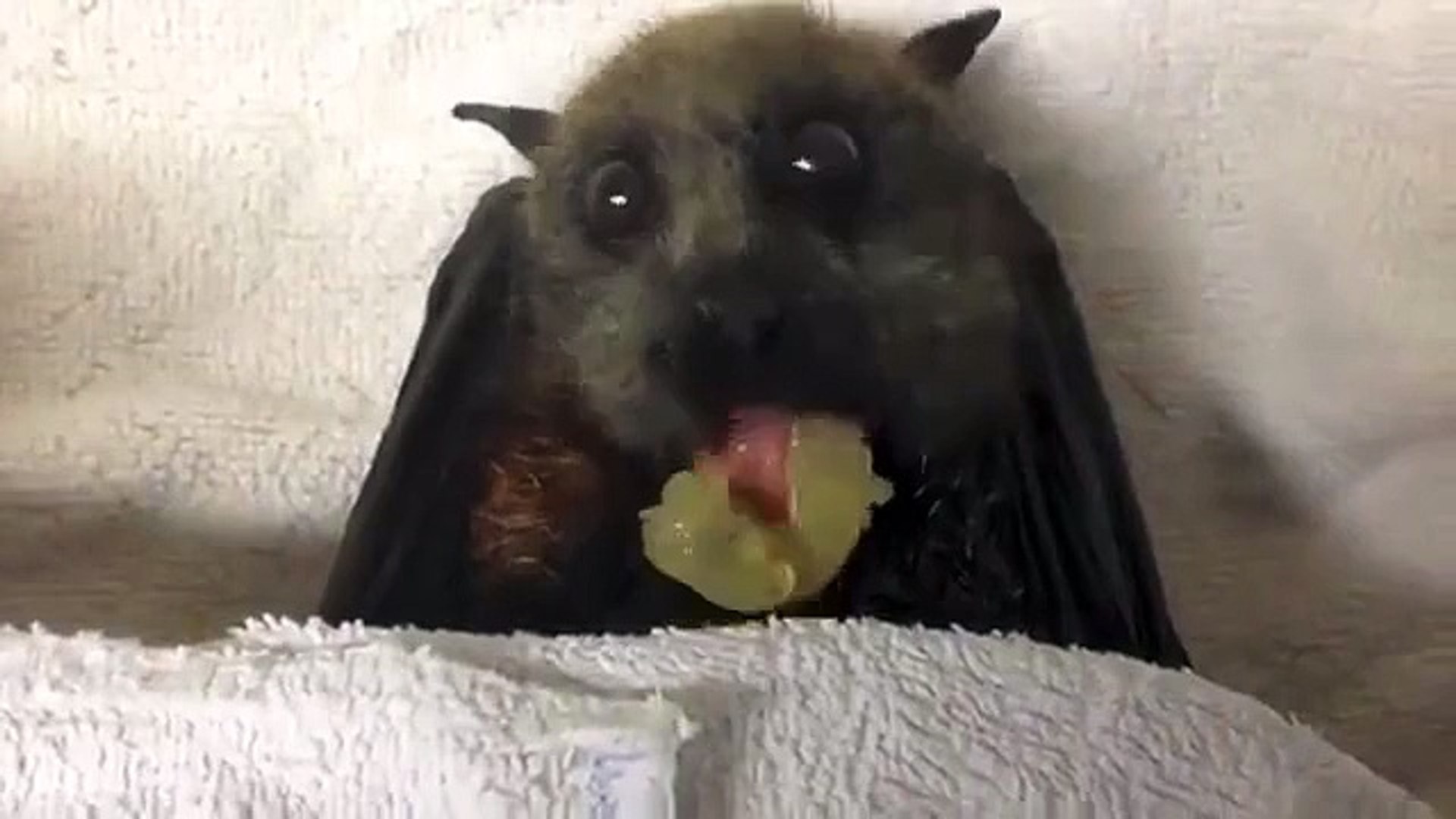 ⁣Летучая мышь есть виноград. Милота