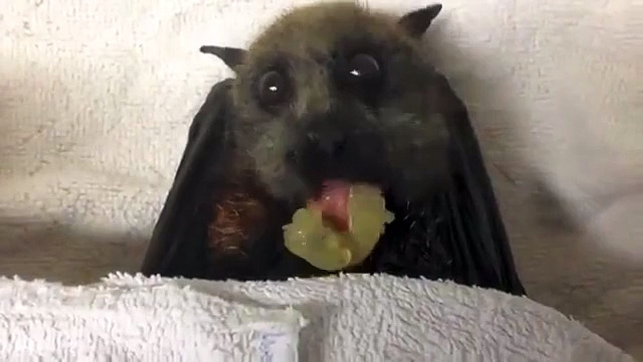 Летучая мышь есть виноград. Милота