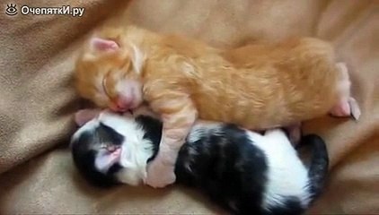 Самое милое видео которое я только видела в жизни