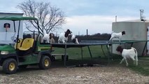 6 Goats Jumping on a Trampoline