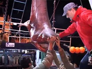 PESHKATARET E SHENGJINIT KAPIN NJE PESHKAQEN  ME TE MADH SE 5 METRA DHE MBI 500 KG LAJM