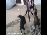 Bakra Ne Liya Ladki Se Badla Very Funny Attack