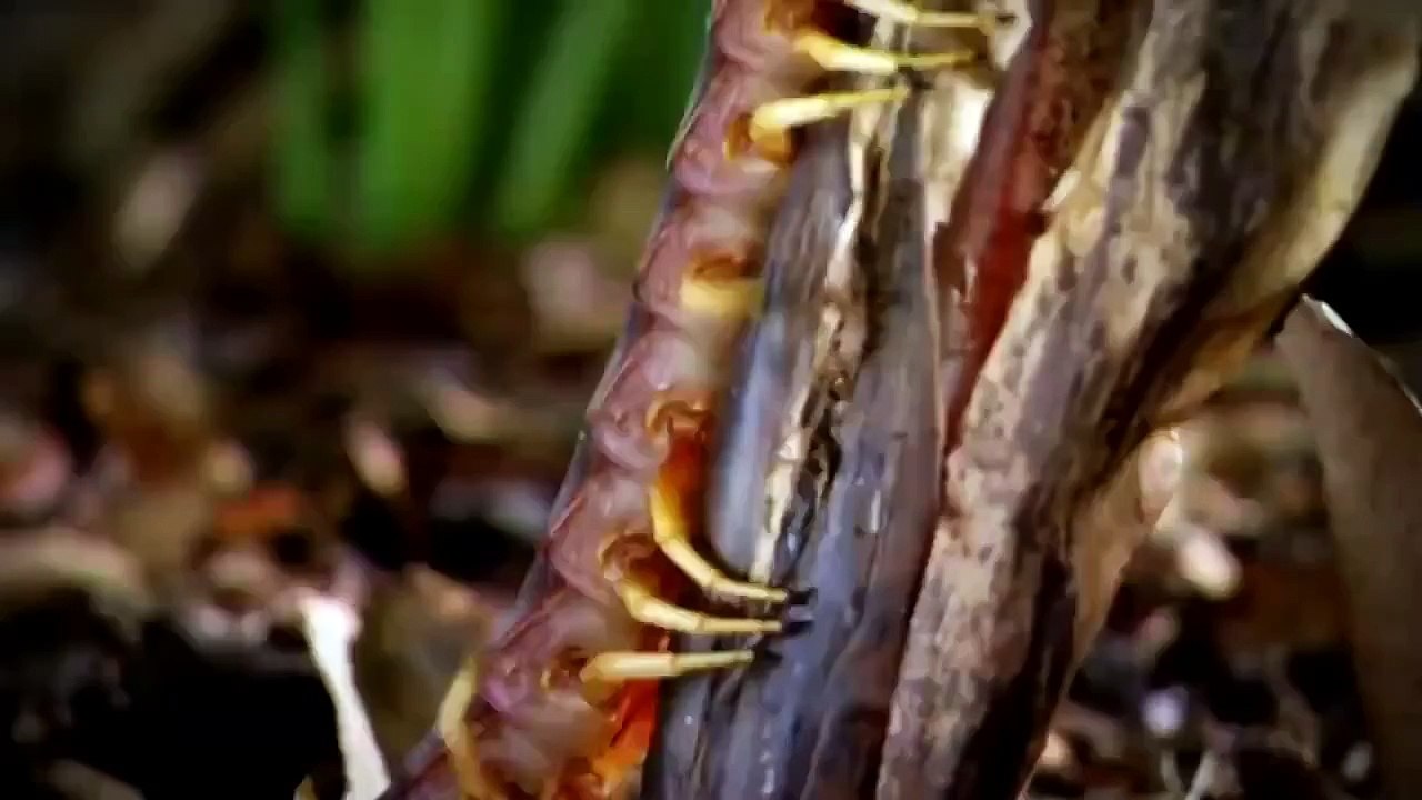 National Geographic animals fighting The Lives Of Lions Nat Geo Wild documentary films HD