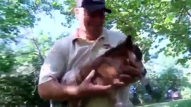 Find Dodge Colt for Sale in Guthrie 'Itty Bitty Hope' World's Smallest Colt from Guthrie