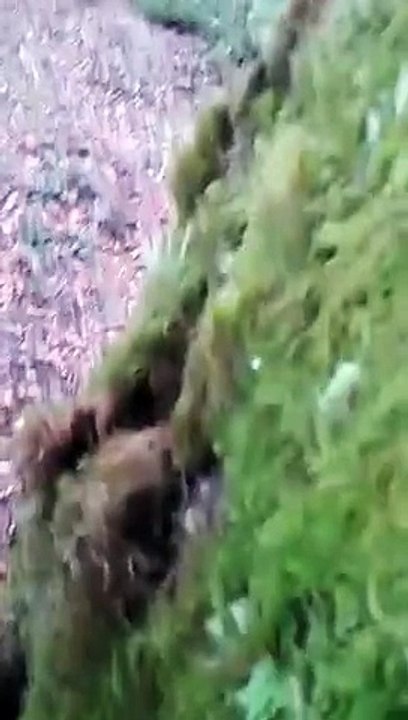 Le cerf au ferme piétine un chien